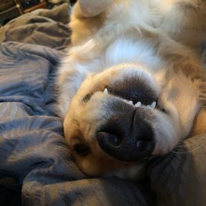 Meet your Posher, Isaac